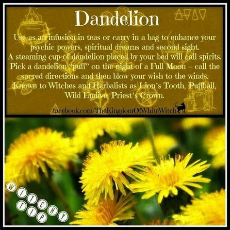 Dandelion spell book